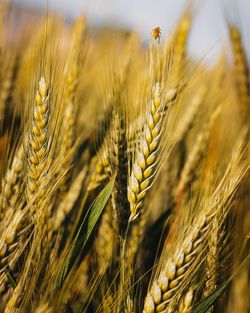 Close-up of wheat growing on field