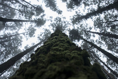 Low angle view of trees against sky