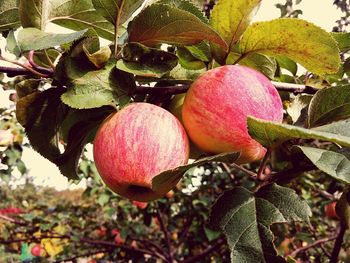 Close-up of fruits growing on tree