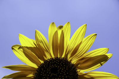 Low angle view of sunflower blooming against clear sky