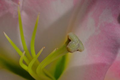 Close-up of flowers against blurred background