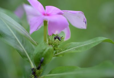 Close-up of insect on purple flower