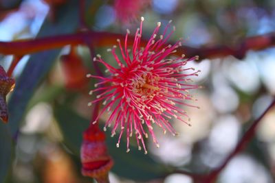 Close-up of red flowering plant