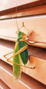 High angle view of insect on window