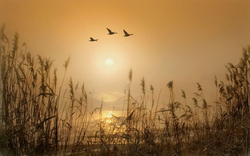 Silhouette of birds flying against sunset sky