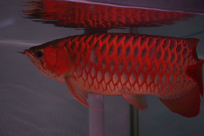 Close-up of orange fish in aquarium