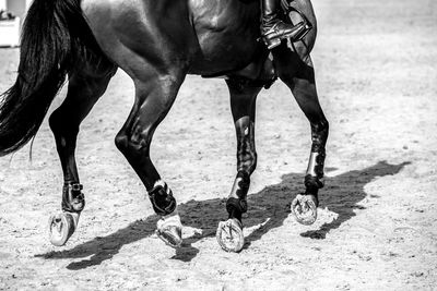 Equestrian, horse jumping competition, show jumping themed photograph.