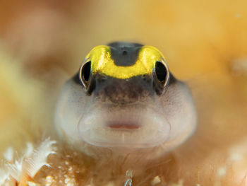 Elacatinus evelynae, the sharknose goby