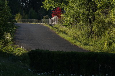 Road amidst trees and plants