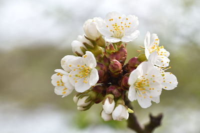 Close-up of white cherry blossom