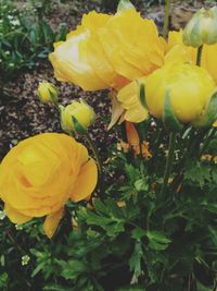 Close-up of yellow plants