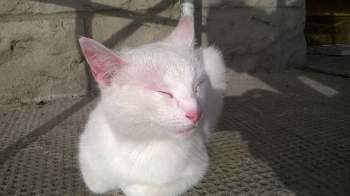 Close-up portrait of cat