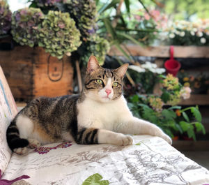 Portrait of cat relaxing on table