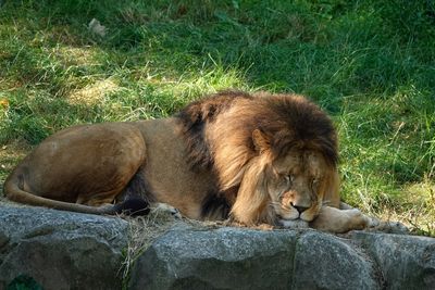 Sleeping lion on rock