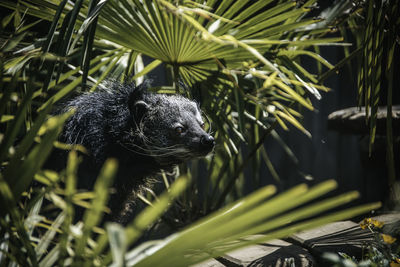 The binturong 