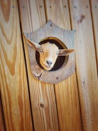 A goat peeking through window