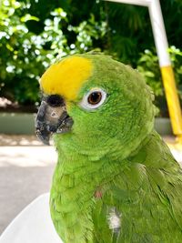 Close-up of a parrot