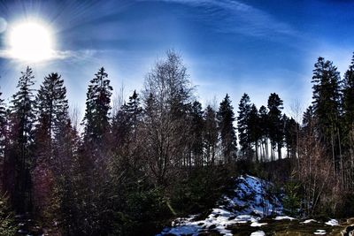 Pine trees in forest against sky during winter