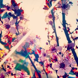 Low angle view of pink flowers blooming on tree