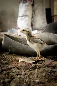 Close-up of a bird