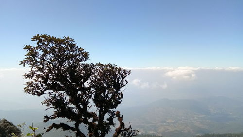 Scenic view of tree mountains against sky