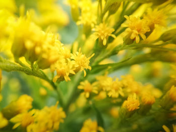 Close-up of yellow flowering plant