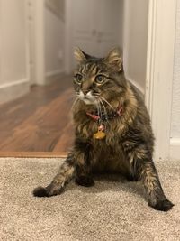 Portrait of cat sitting on floor at home