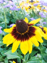 Close-up of yellow flower