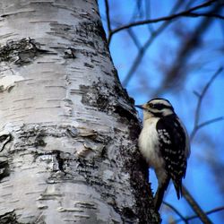 Low angle view of bird perching on tree trunk