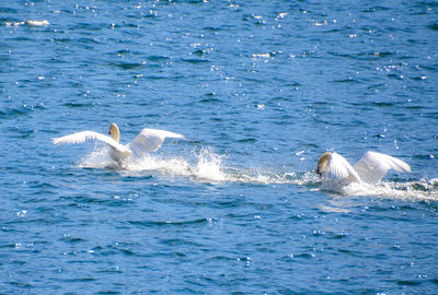 Swans swimming in sea