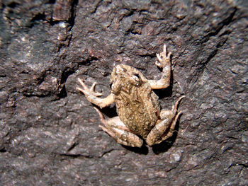 Close-up of lizard on tree trunk