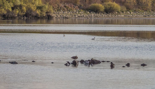 View of birds swimming in lake