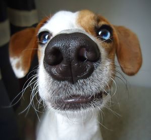 Close-up portrait of dog