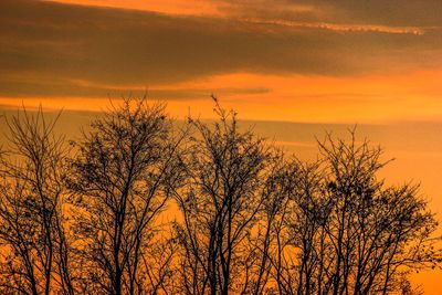 Silhouette bare tree against orange sky