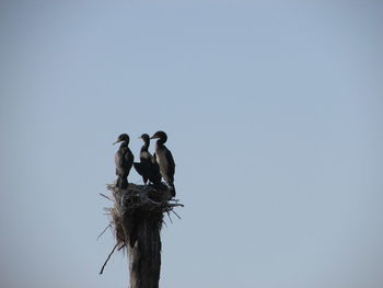 Low angle view of bird perching on tree against clear sky