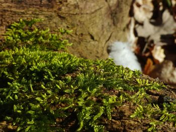 Close-up of moss on tree