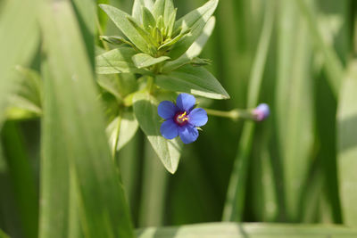 Close-up of purple flowering plant