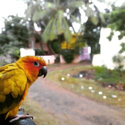 Close-up of parrot perching on tree