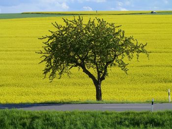 Tree in field against yellow sky