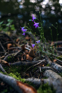 Close-up of purple flowering plant