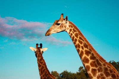 Low angle view of giraffes against sky