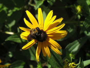 Close-up of bee on yellow flower