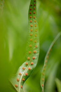 Glamour style of green fern leaf with red dot of spores