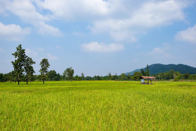 Scenic view of agricultural field against sky