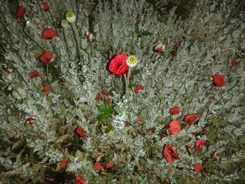 Close-up of red flowers