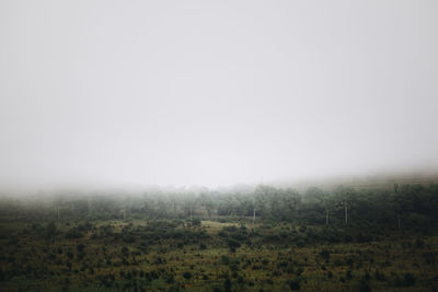 Scenic view of field against clear sky