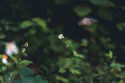 Close-up of butterfly pollinating on flower