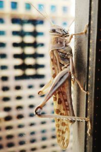 Close-up of insect on metal