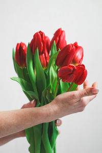 The hands of a young caucasian woman with a french manicure hold a bouquet of red tulips .