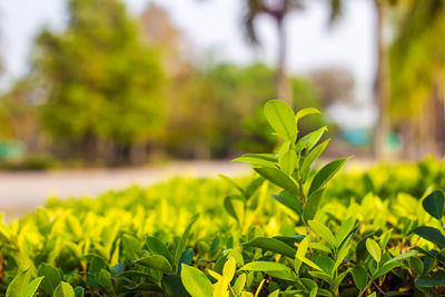 Close-up of yellow plant on field